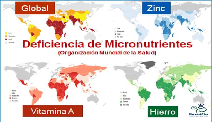 Nutrici N Vegetal Y Nutrici N Humana Intagri S C